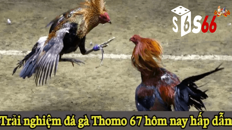 Đá gà trực tiếp 67 tại S666